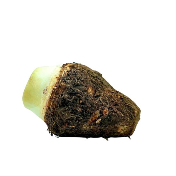 Dachine Martinique