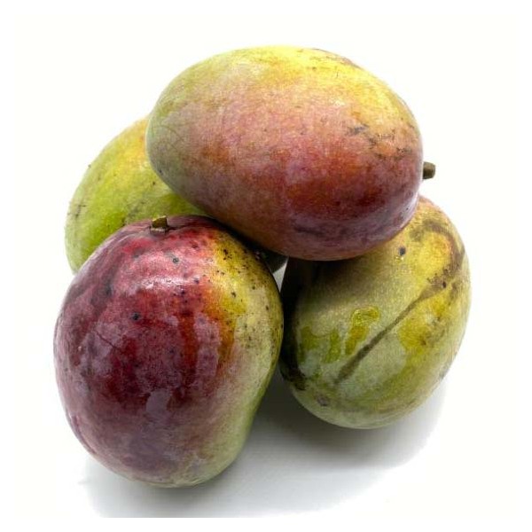 Mangue
