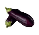 Aubergine