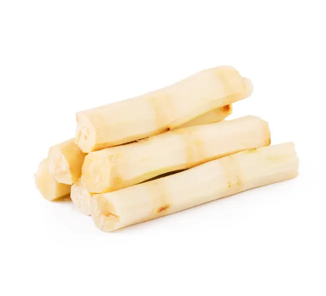 Canne à sucre